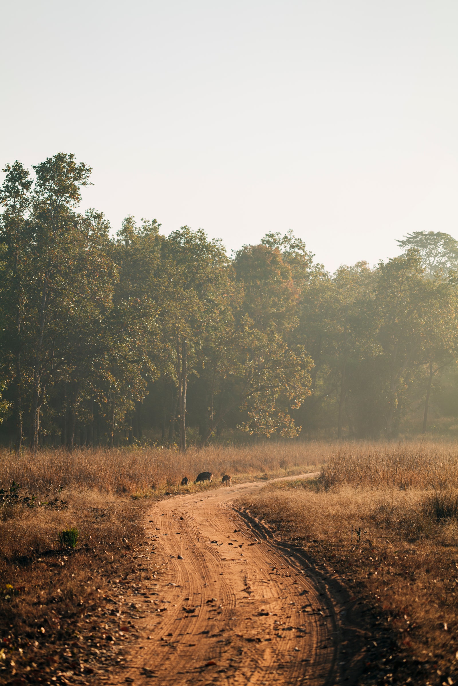 Image may contain ground gravel road soil path land nature outdoor plants sky animal cattle and cattle