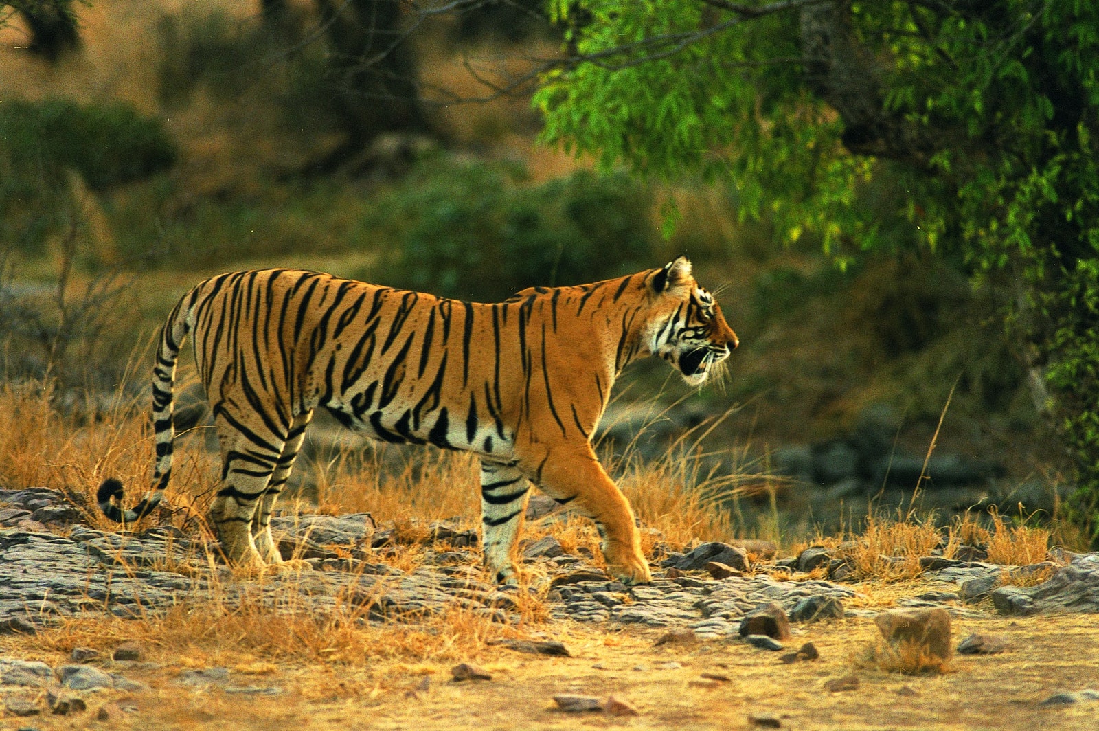Images may contain animal mammal wildlife plants and soil