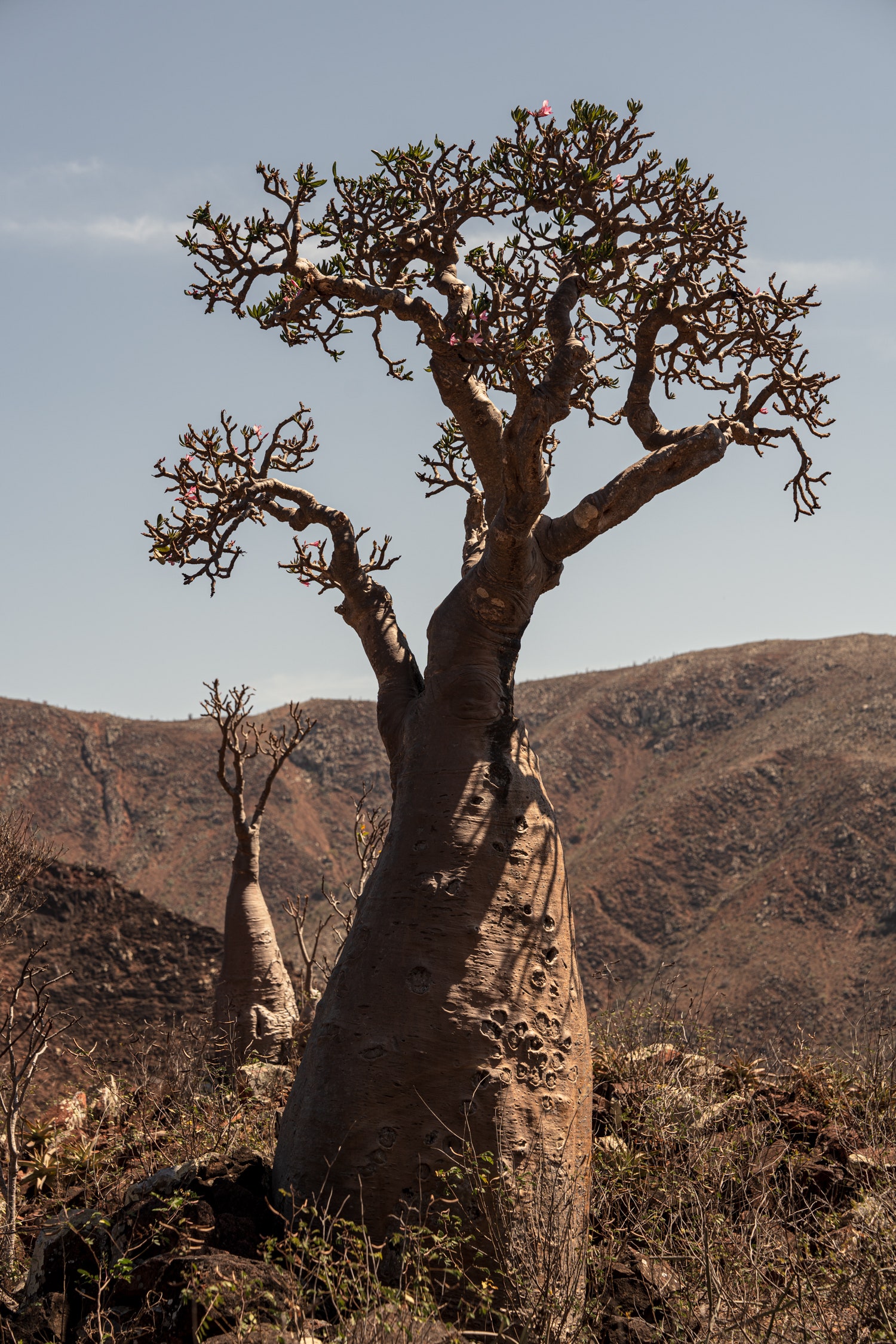 Images may contain plant trunks natural outdoor wilderness potted plants and rocks