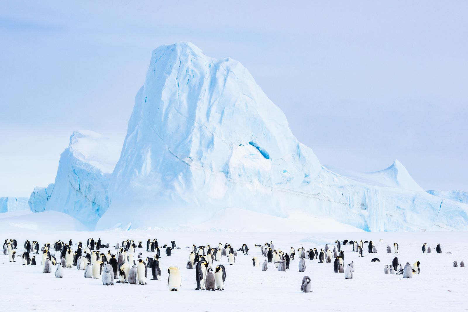 Images may contain natural animals, birds, penguins and landscapes